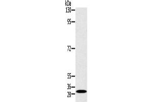 Western Blotting (WB) image for anti-RAB27A, Member RAS Oncogene Family (RAB27A) antibody (ABIN2430690) (RAB27A antibody)