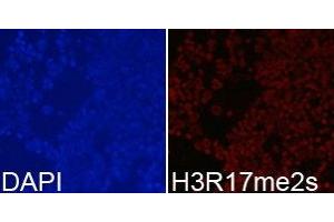 Immunofluorescence analysis of 293T cell using H3R17me2s antibody. (Histone 3 antibody  (H3R17me2s))
