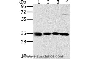 Western blot analysis of 293T, K562, 231 and hela cell, using MRPL39 Polyclonal Antibody at dilution of 1:600 (MRPL39 antibody)