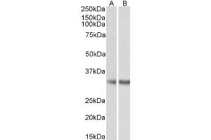 MGLL antibody  (Internal Region)