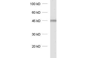 dilution: 1 : 1000, sample: rat spinal cord homogenate (CAMK1 antibody)
