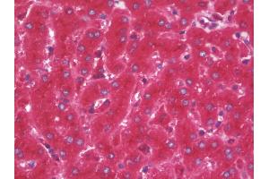 Anti-SERPING1 / C1 Inhibitor antibody IHC staining of human liver.