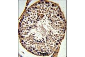 SFRS1 Antibody (N-term) (ABIN652256 and ABIN2841067) IHC analysis in formalin fixed and paraffin embedded testis tissue followed by peroxidase conjugation of the secondary antibody and DAB staining. (SRSF1 antibody  (N-Term))