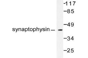 Western blot (WB) analysis of SYP antibody in extracts from LOVO cells. (Synaptophysin antibody)