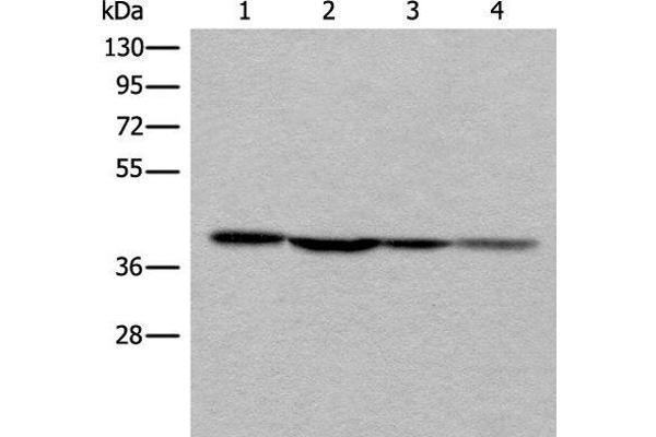 ROM1 antibody