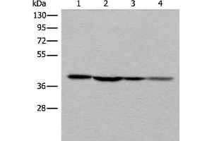 Western blot analysis of 293T 231 and Hela cell lysates using ROM1 Polyclonal Antibody at dilution of 1:400 (ROM1 antibody)