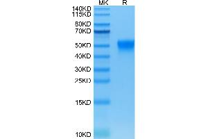 Biotinylated Human Fc gamma RIIIA on Tris-Bis PAGE under reduced condition. (FCGR3A Protein (His-Avi Tag,Biotin))