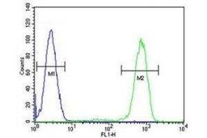 Caspase-12 antibody flow cytometric analysis of HL-60 cells (right histogram) compared to a negative control cell (left histogram). (Caspase 12 antibody  (AA 165-193))