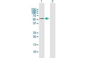 Western Blot analysis of CYP3A4 expression in transfected 293T cell line by CYP3A4 MaxPab polyclonal antibody. (CYP3A4 antibody  (AA 1-503))