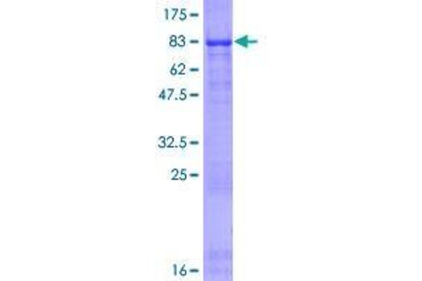 Thrombospondin, Type I, Domain Containing 4 (THSD4) (AA 1-490) protein (GST tag)