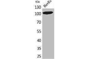 Western Blotting (WB) image for anti-Nuclear Factor of Activated T-Cells, Cytoplasmic, Calcineurin-Dependent 1 (NFATC1) (C-Term) antibody (ABIN7185220)