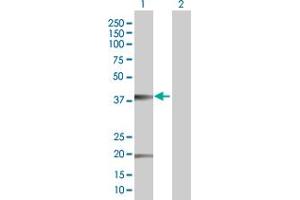 Western Blot analysis of CLDN10 expression in transfected 293T cell line by CLDN10 MaxPab polyclonal antibody. (CLDN10 antibody  (AA 1-228))