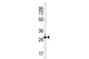 CT45A antibody western blot analysis in K562 lysate (CT45A1 antibody  (AA 1-30))