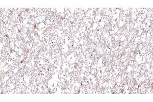 Detection of BDNF in Porcine Spinal cord Tissue using Polyclonal Antibody to Brain Derived Neurotrophic Factor (BDNF) (BDNF antibody  (AA 20-252))