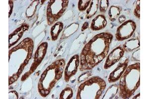 Immunohistochemical staining of paraffin-embedded Human Kidney tissue using anti-SCFD1 mouse monoclonal antibody.