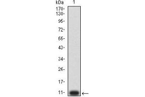 Western blot analysis using P2RY2 mAb against human P2RY2 (AA: extra mix) recombinant protein.