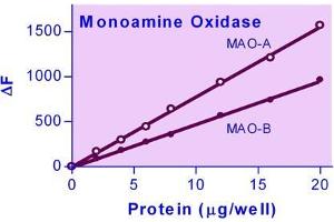 Biochemical Assay (BCA) image for Monoamine Oxidase Assay Kit (ABIN1000321) (Monoamine Oxidase Assay Kit)