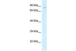 Image no. 1 for anti-Cadherin 5 (CDH5) (AA 279-328) antibody (ABIN6747439) (Cadherin 5 antibody  (AA 279-328))