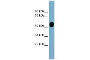 WB Suggested Anti-HP Antibody Titration:  0. (Haptoglobin antibody  (Middle Region))