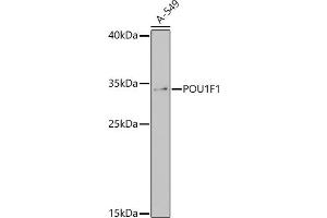 Western blot analysis of extracts of A-549 cells, using POU1F1 antibody (ABIN7269492) at 1:1000 dilution. (POU1F1 antibody)