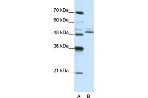 Western Blotting (WB) image for anti-Zinc Finger Protein 296 (ZNF296) antibody (ABIN2461980) (Zinc Finger Protein 296 (ZNF296) antibody)
