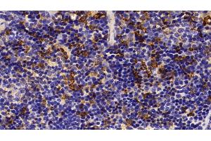 Detection of HO1 in Mouse Spleen Tissue using Polyclonal Antibody to Heme Oxygenase 1 (HO1) (HMOX1 antibody  (AA 99-237))