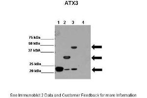 Lanes:   Lane 1: 2ug hATX3 (isoform2); Josephin domain(1-182) Lane 2: 2ug hATX3 (isoform2); C-terminal truncated Atx3 (1-264) Lane 3: 2ug hATX3 (isoform2) Lane 4: 2ug other protein  Primary Antibody Dilution:    1:10,000  Secondary Antibody:   Anti-rabbit HRP  Secondary Antibody Dilution:    1:20,000  Gene Name:   ATXN3  Submitted by:   Dr. (Ataxin 3 antibody  (N-Term))