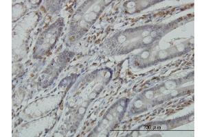 Immunoperoxidase of monoclonal antibody to RGS3 on formalin-fixed paraffin-embedded human small Intestine. (RGS3 antibody  (AA 1-192))