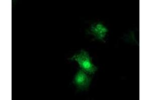 Anti-SDS mouse monoclonal antibody (ABIN2455362) immunofluorescent staining of COS7 cells transiently transfected by pCMV6-ENTRY SDS (RC217814). (serine Dehydratase antibody)