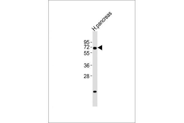 RBPJ Antikörper  (N-Term)