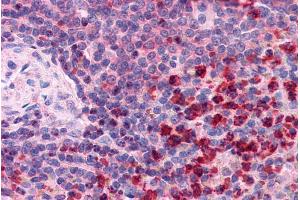 ABIN184781 (2. (TXNRD1 antibody  (C-Term))
