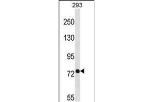 Western blot analysis in 293 cell line lysates (35ug/lane). (PHEX antibody  (C-Term))