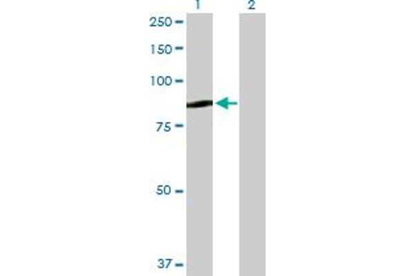 QARS antibody  (AA 1-775)