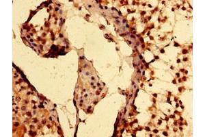 Immunohistochemistry of paraffin-embedded human testis tissue using ABIN7151747 at dilution of 1:100 (EPAS1 antibody  (AA 543-870))