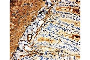 IHC-F: GLUT5 antibody testing of rat intestine tissue (SLC2A5 antibody  (Middle Region))