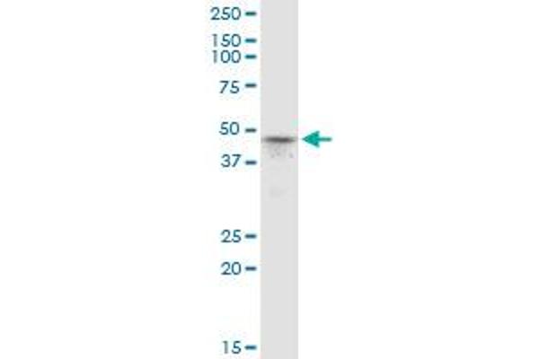 PRMT6 antibody  (AA 1-316)