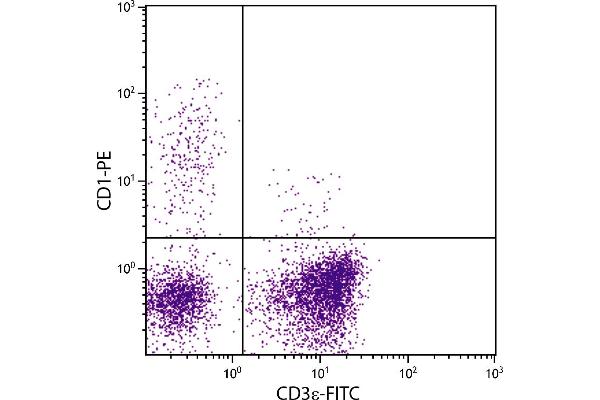 Kyphoscoliosis Peptidase antibody  (PE)