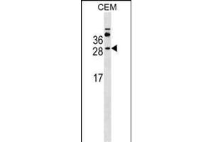 MS4A3 Antibody (Center) (ABIN1538715 and ABIN2849560) western blot analysis in CEM cell line lysates (35 μg/lane). (MS4A3 antibody  (AA 97-123))