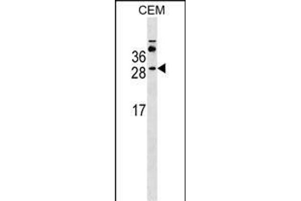MS4A3 Antikörper  (AA 97-123)