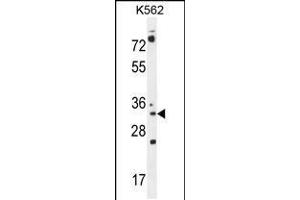 Western blot analysis in K562 cell line lysates (35ug/lane). (PYCR2 antibody  (AA 89-116))