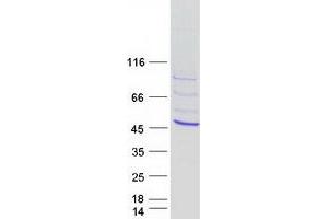 Validation with Western Blot (T-Box 10 Protein (TBX10) (Myc-DYKDDDDK Tag))