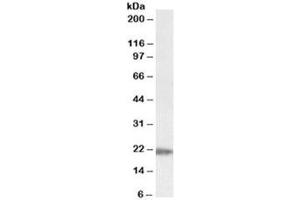 Western blot testing of human liver lysate with IMP3 antibody at 0. (IMP3 antibody)