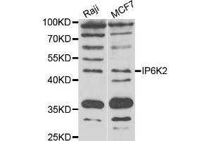 Western blot analysis of extracts of various cell lines, using IP6K2 antibody (ABIN5974325) at 1/1000 dilution. (IP6K2 antibody)