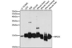 Western blot analysis of extracts of various cell lines, using RPS26 antibody (ABIN7270021) at 1:1000 dilution. (RPS26 antibody  (AA 1-100))