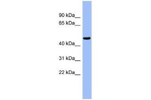 RBBP4 antibody used at 1 ug/ml to detect target protein. (Retinoblastoma Binding Protein 4 antibody  (N-Term))