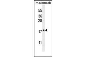 Western blot analysis of DYNLRB2 Antibody  in mouse stomach tissue lysates (35ug/lane). (DYNLRB2 antibody  (Middle Region))