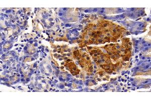 Detection of INS in Rat Pancreas Tissue using Polyclonal Antibody to Insulin (INS) (Insulin antibody  (AA 25-110))