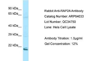 Western Blotting (WB) image for anti-RAP2A, Member of RAS Oncogene Family (RAP2A) (N-Term) antibody (ABIN2774388) (RAP2A antibody  (N-Term))
