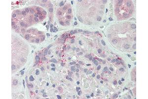 Anti-DUSP22 antibody IHC of human kidney. (DUSP22 antibody  (N-Term))