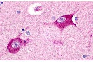 Image no. 1 for anti-Histamine Receptor H3 (HRH3) (Cytoplasmic Domain) antibody (ABIN1048961) (HRH3 antibody  (Cytoplasmic Domain))